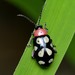 Eight-spotted Flea Beetle - Photo (c) Robby Deans, some rights reserved (CC BY-NC), uploaded by Robby Deans