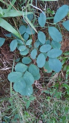 Dalbergia latifolia