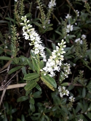 Veronica calcicola