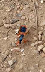 Ectomocoris