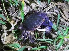 Geograpsus grayi