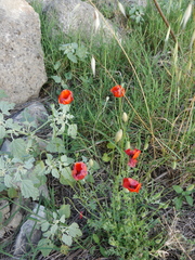 Papaver rhoeas
