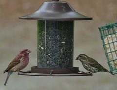 Haemorhous purpureus purpureus