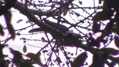 Ducula badia