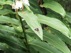 Notocrypta waigensis
