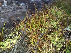 Juncus antarcticus
