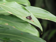 Notocrypta waigensis
