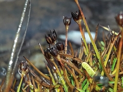 Juncus antarcticus