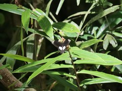 Papilio ambrax