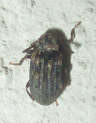 Paragonocnemis