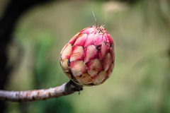 Protea caffra caffra