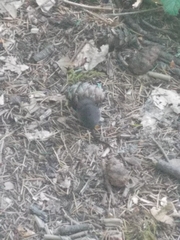 Microtus californicus