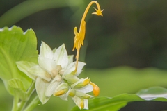 Globba marantina