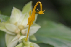 Globba marantina