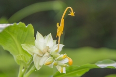 Globba marantina