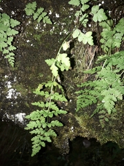 Cystopteris tasmanica