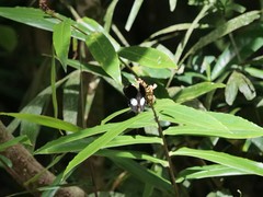 Papilio ambrax