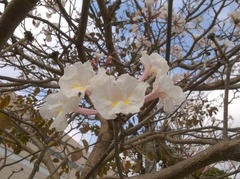 Tabebuia roseoalba