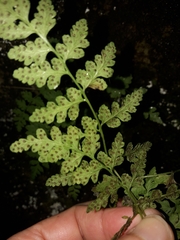 Cystopteris tasmanica