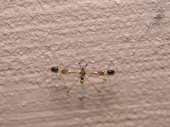 Dapanoptera