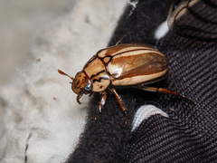 Anoplognathus abnormis