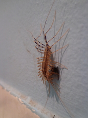 Scutigera coleoptrata