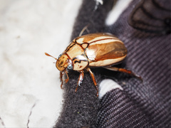 Anoplognathus abnormis