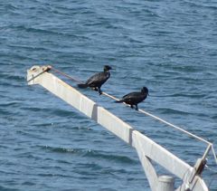 Phalacrocorax sulcirostris