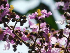 Lagerstroemia floribunda