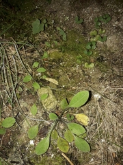 Myosotis australis