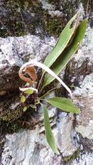 Pyrrosia stigmosa