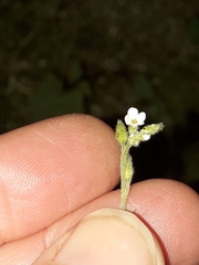 Myosotis australis