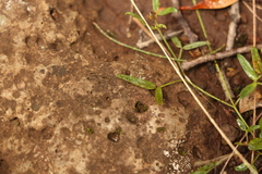 Zornia dyctiocarpa