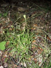 Colobanthus apetalus