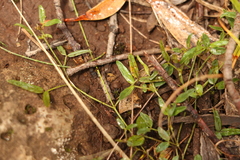 Zornia dyctiocarpa