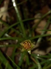 Colobanthus apetalus