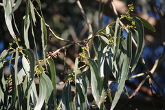 Eucalyptus nitens