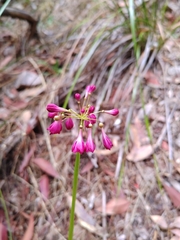 Calostemma purpureum