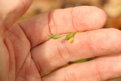 Zornia dyctiocarpa
