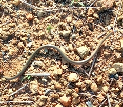 Diadophis punctatus similis