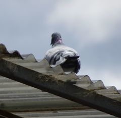 Columba livia domestica