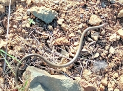 Diadophis punctatus similis