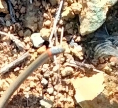 Diadophis punctatus similis