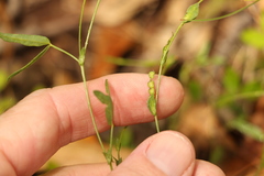 Zornia dyctiocarpa