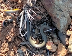 Diadophis punctatus similis