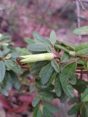 Correa glabra