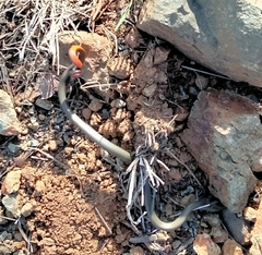 Diadophis punctatus similis