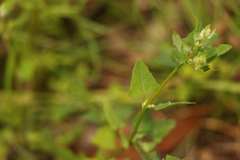 Chenopodium trigonon stellulatum