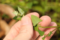 Chenopodium trigonon stellulatum