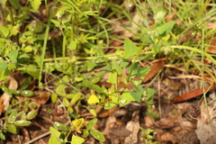 Chenopodium trigonon stellulatum